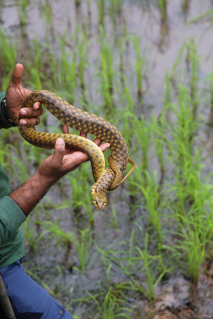 Snakes SOS Goa's Wildest